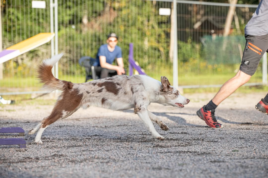 Rauman VauhtiTassut ry