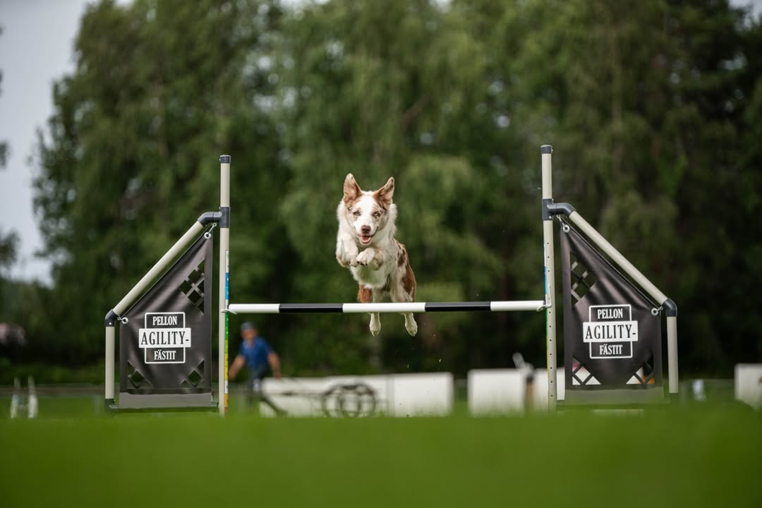 Rauman VauhtiTassut ry