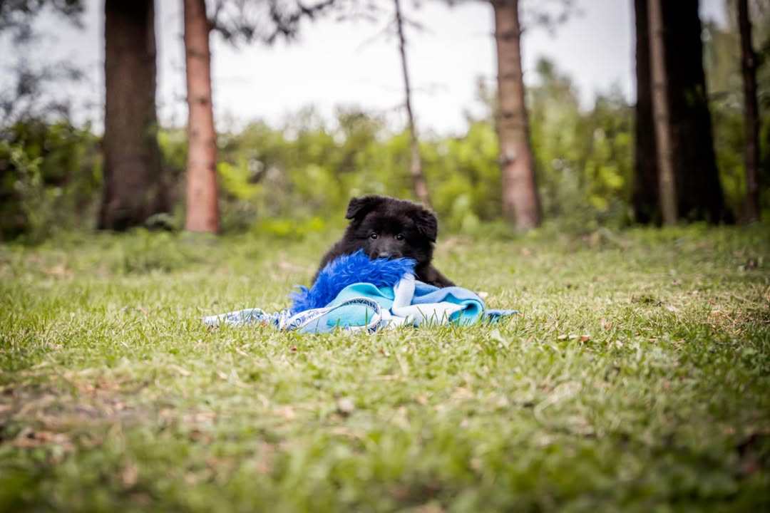 Rauman VauhtiTassut ry