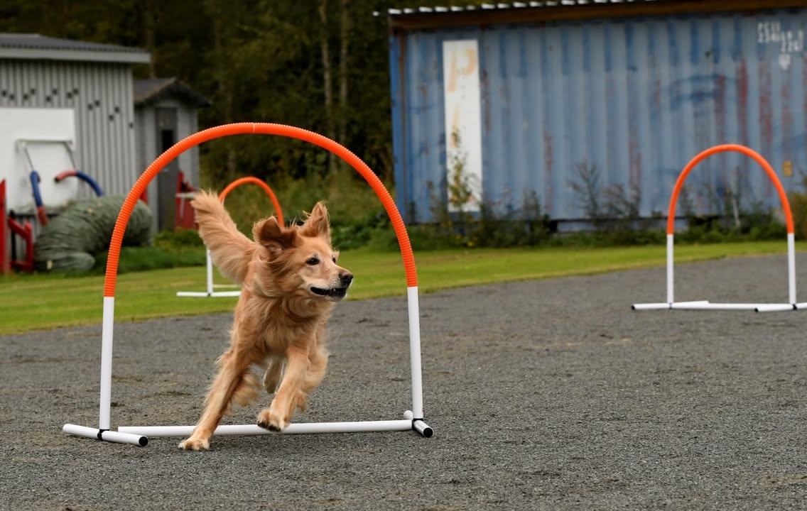 Rauman VauhtiTassut ry