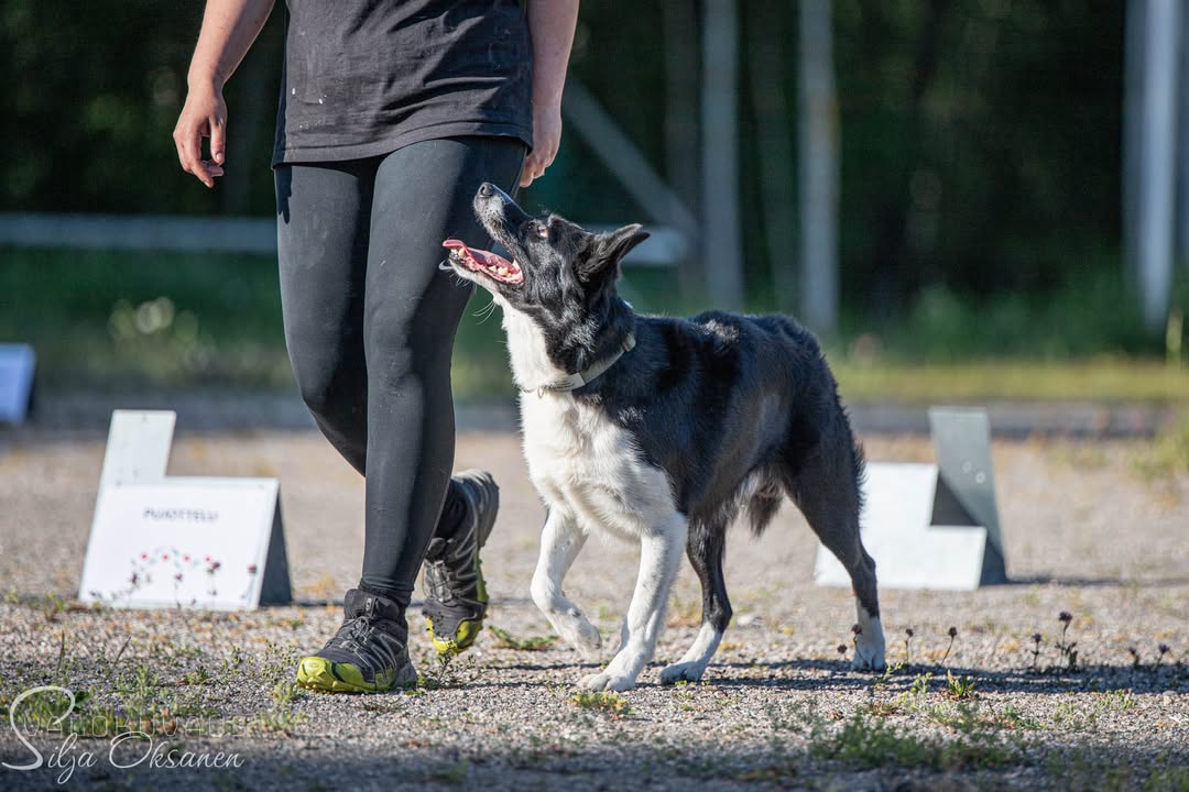 Rauman VauhtiTassut ry