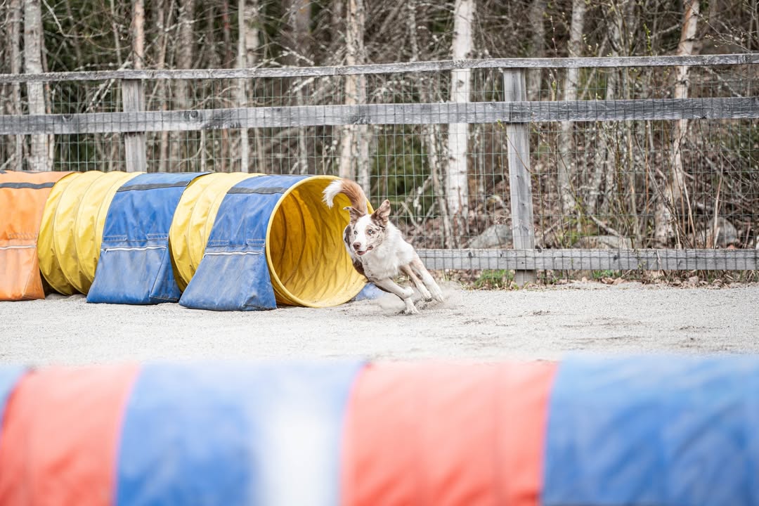 Rauman VauhtiTassut ry