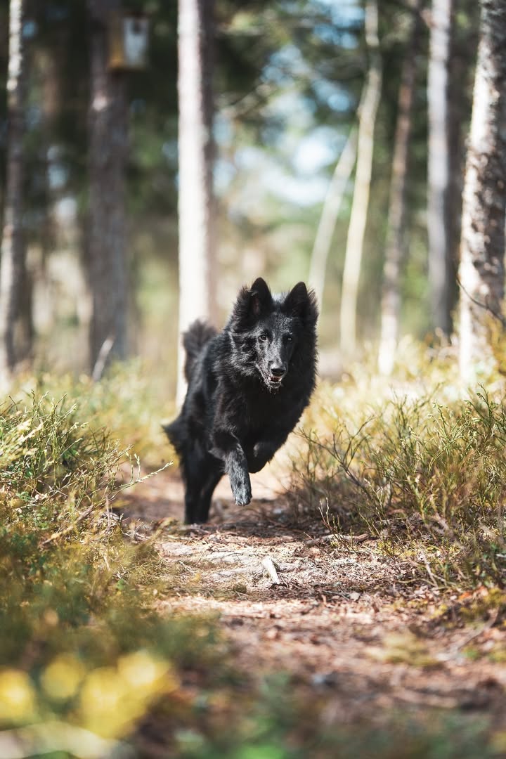 Rauman VauhtiTassut ry