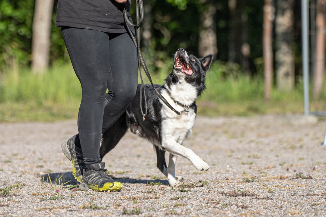 Rauman VauhtiTassut ry