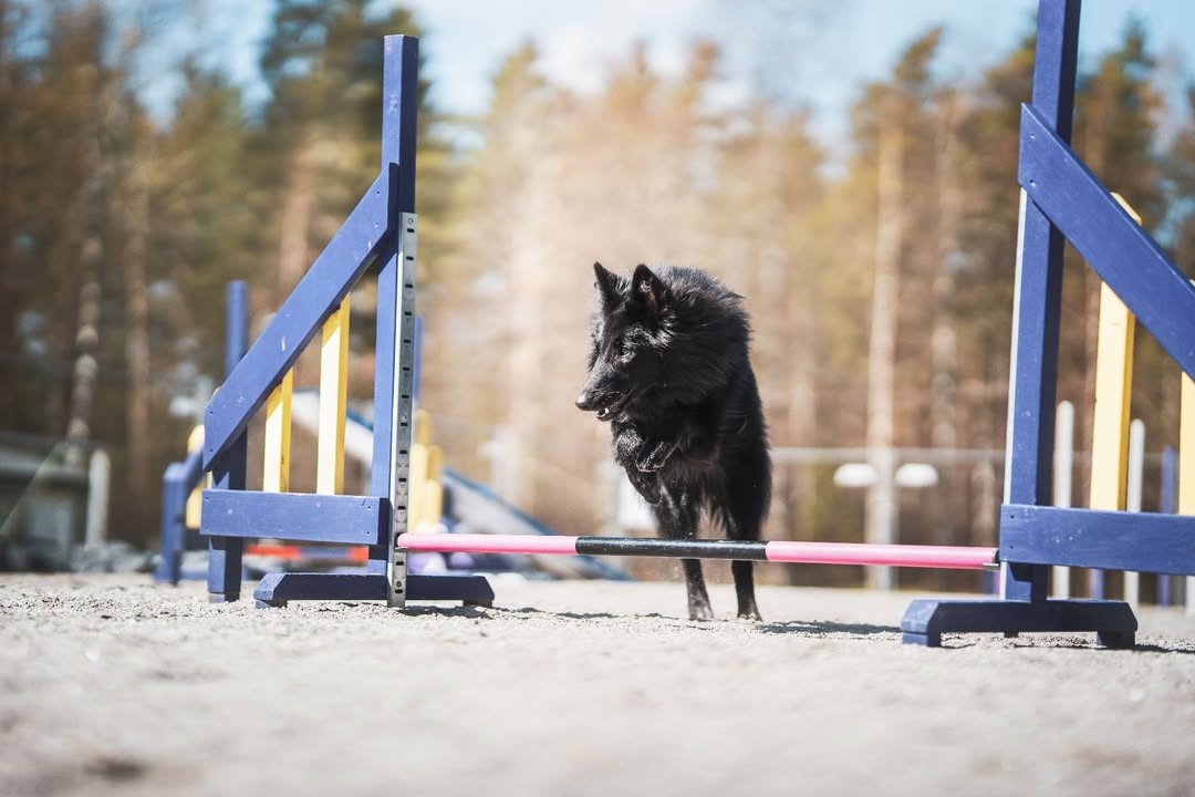 Rauman VauhtiTassut ry